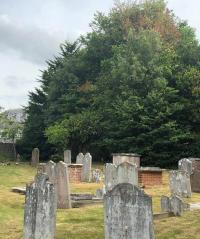 1.	Emmaus, Portslade. Picture of an infected Elm with wilting and browning / yellowing foliage 