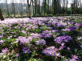 "spring flowers in the glade at woodland walk"
