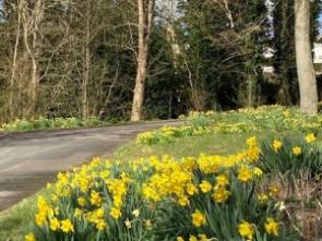 "a path through the Lawn Memorial Cemetery with daffodils on a bank in the foreground"