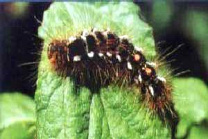 Brown-Tail Moth caterpillar