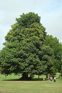 English Elm at Preston Park