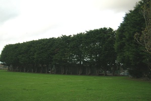 High hedges