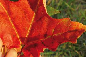A single red leaf fallen from a tree