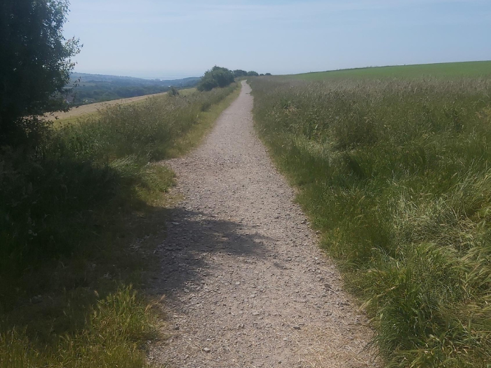 A picture of a stone path with grass either side and a tree