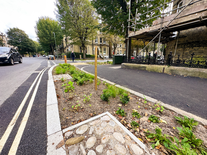 A road with planting, a tree and pavement