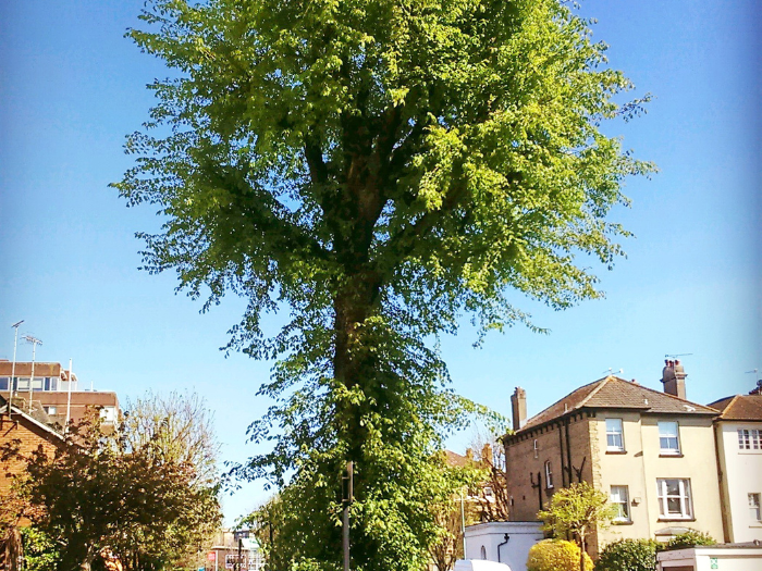 A picture of a tree on the side of a residential road