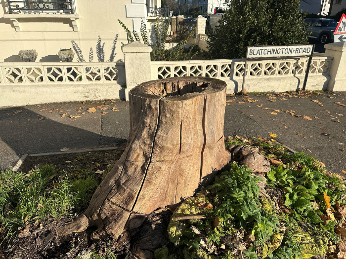 A picture of a tree stump