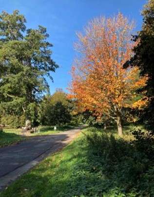 Photo of trees at Stanmer Park