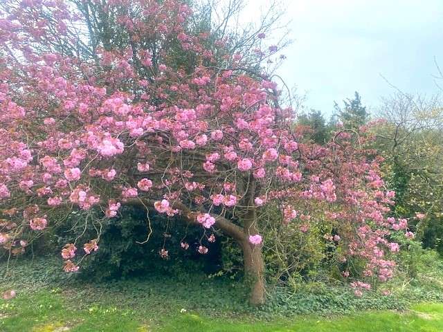 A tree with pink flowers