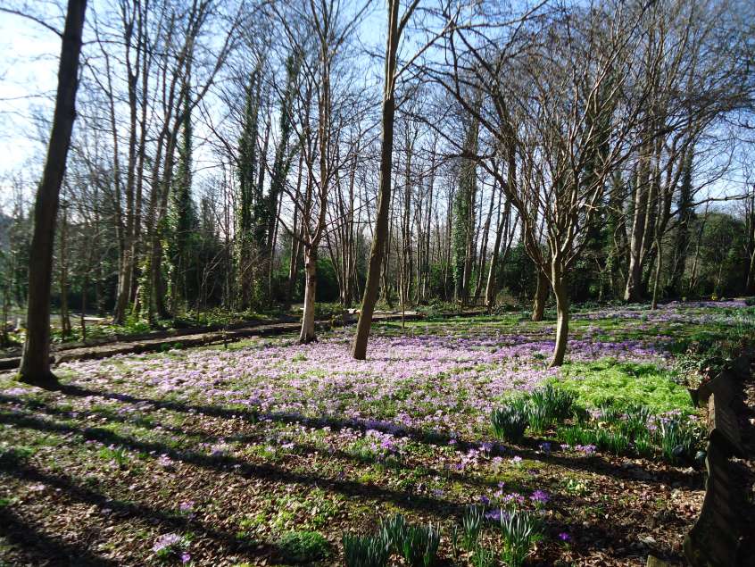A picture of Woodland Walk