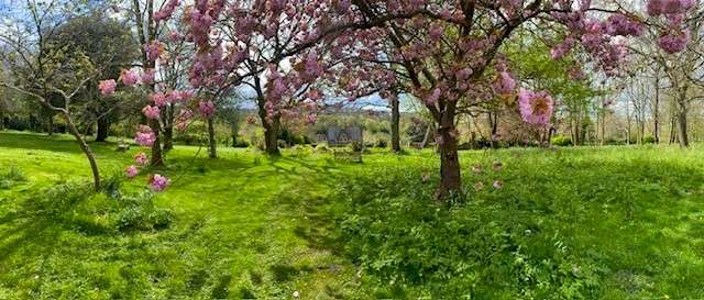 Garden with green grace and trees with pink flowers