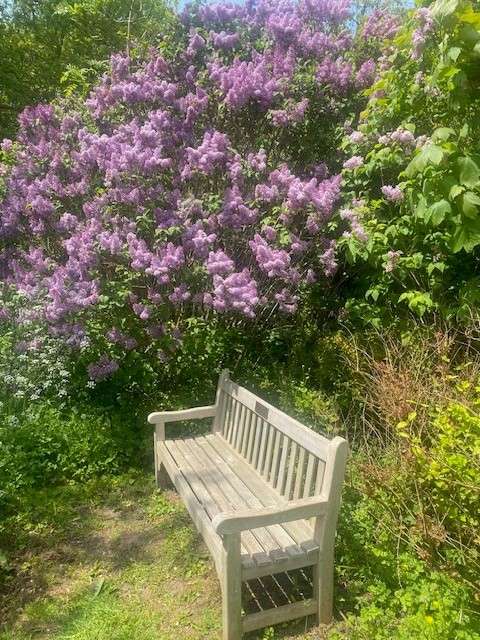 Wooden memorial bench on grass, underneath a large bush with pink-purple flowers.