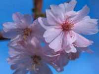 autumn cherry
