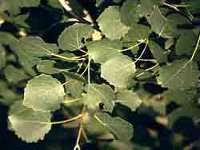 Aspen