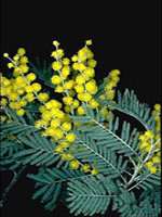 Silver Wattle