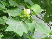 tulip tree