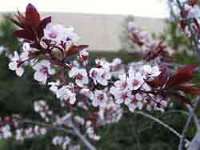cherry