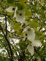 ghost tree