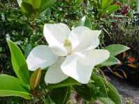 magnolia