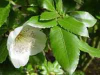 eucryphia