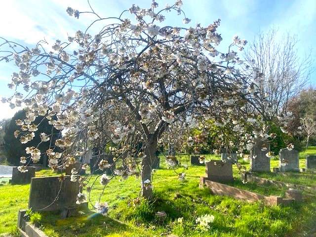 Tree with white flowers with gravestones to left and right.