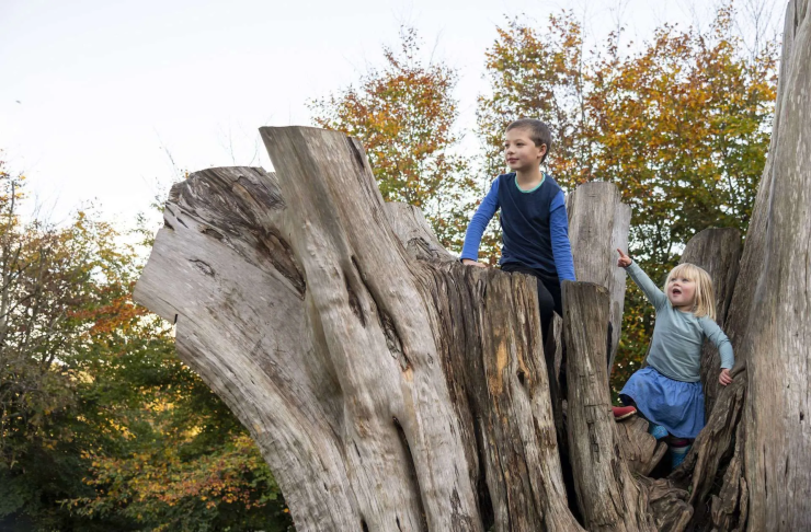 Children playing in tree in the countryside.