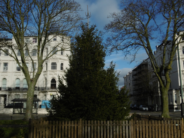 Palmeira Square Christmas tree