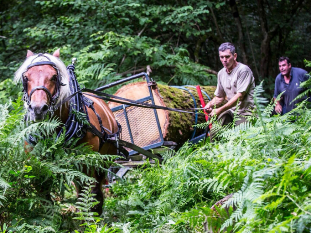 A heavy horse working in Stanmer woodland