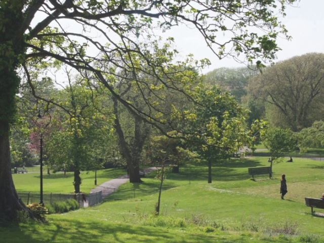 Tress in Queens Park Brighton