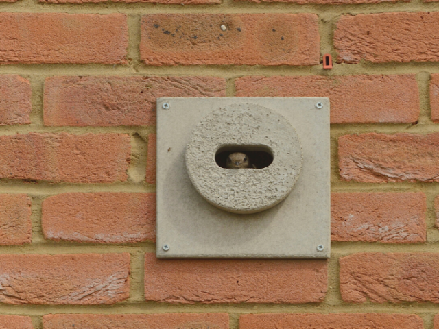 Swift brick.