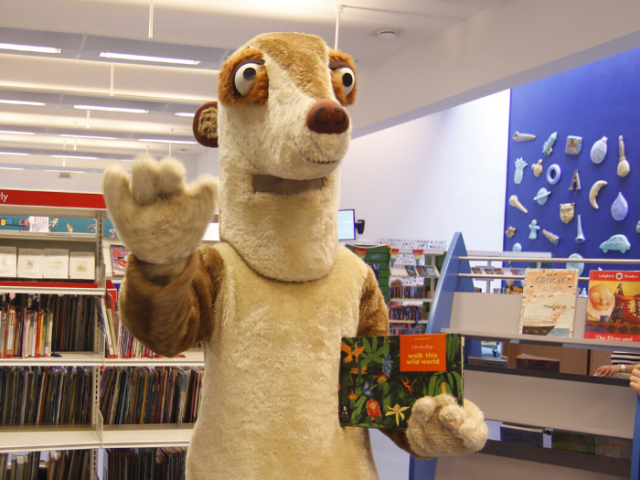 Meerkat picture