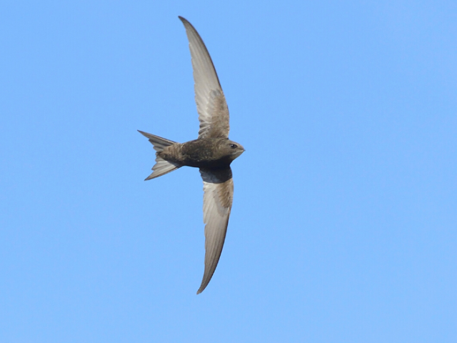 Swift in full flight