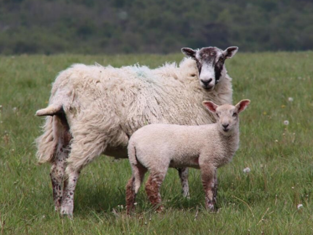 A sheep and lamb on the South Downs