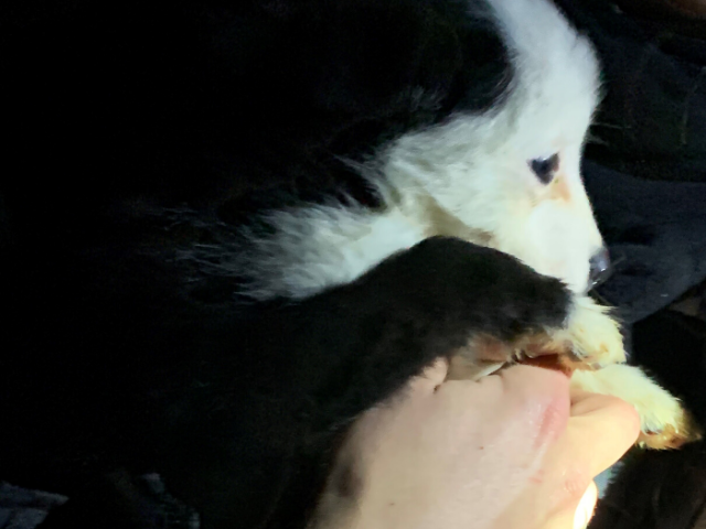 A puppy rescued from a puppy farm.