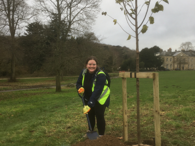 Tree planting in Stanmer