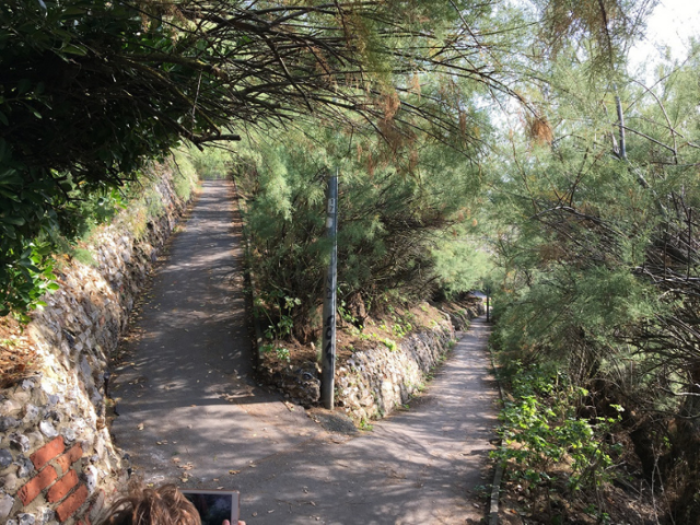 Overgrown Tamarisk plants at Dukes Mound in Brighton & Hove