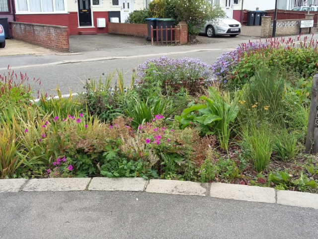 Example of a roadside rain garden
