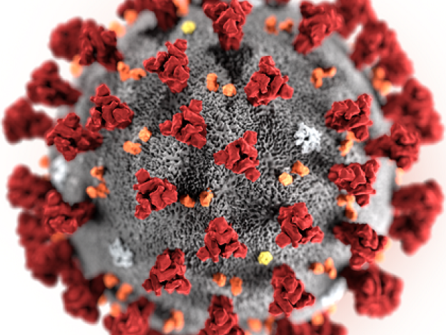 An image showing the coronavirus