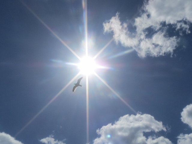 A photo of a seagull flying next to a bright sun