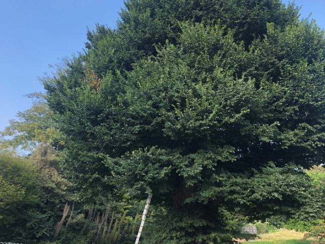 image of the remaining elm tree twin in Preston Park which is now diseased