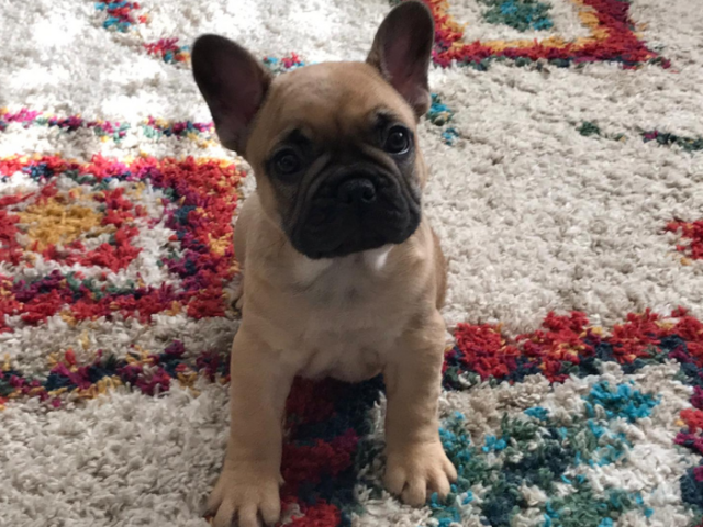 Photograph of a French bulldog puppy sitting on a colourful rug looking at the camera.