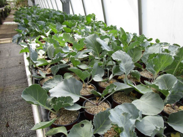 Picture of kale plants growing in the greenhouse at Wakehurst.