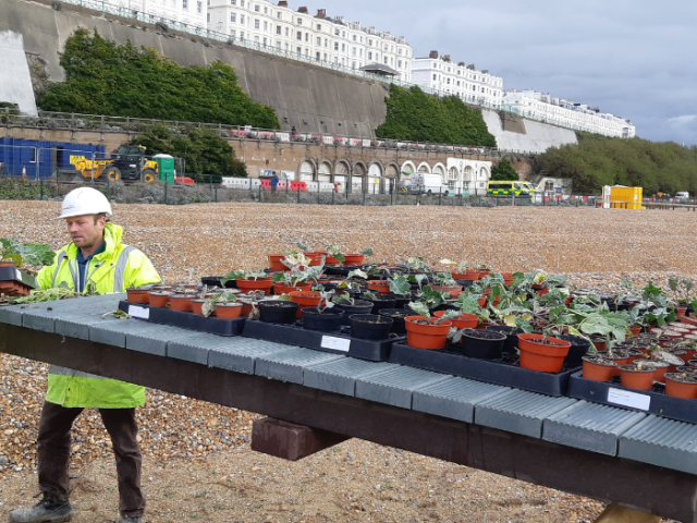 Picture on young plants in their pots ready to be planted in the shingle beach at Black Rock