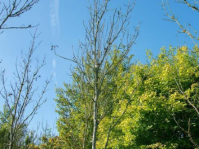 Trees and blue sky showing ash trees in the forefront of the image and green trees at the back 