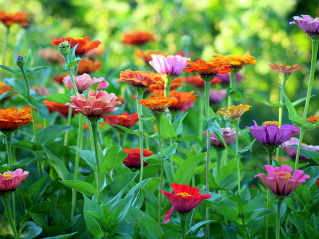 Pretty colourful flowers pink with leafy background, orange and red