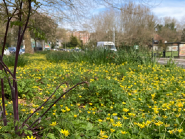 Wild verge off London Road - green grass and yellow wild flower alongside road