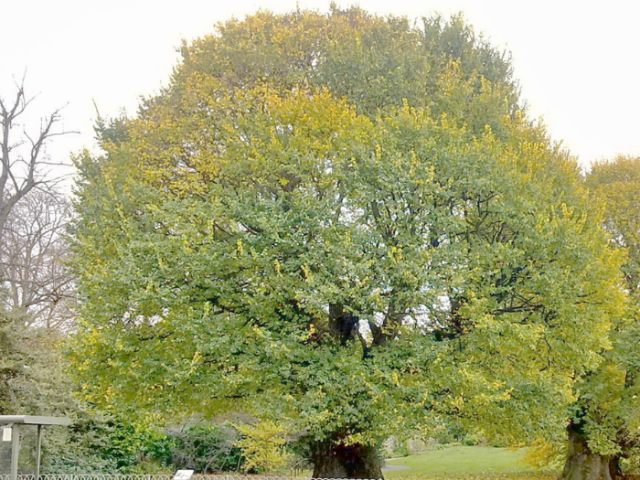 The elm in Preston Park - Copyright Peter Bourne (Volunteer Curator for the National Elm Collection, B&H, UK)