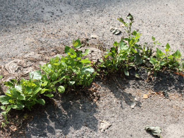Weeds on pavements.