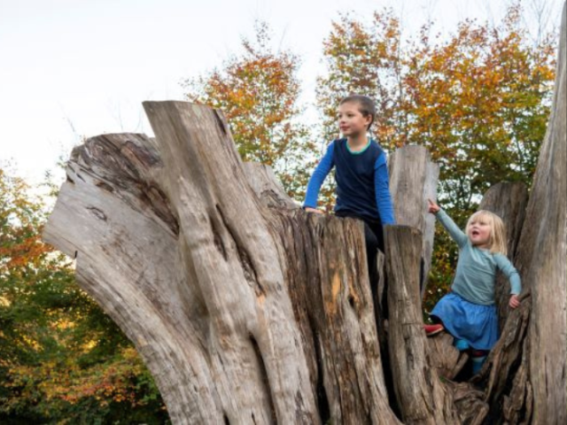 Picture of children climbing a tree in Stanmer Park