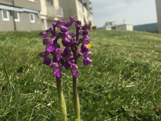 Early Purple Orchid
